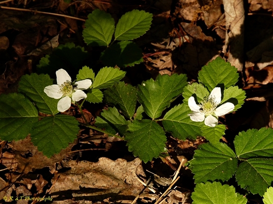 {Rubus flagellaris}